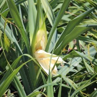 Pandanus odorifer (Forssk.) Kuntze